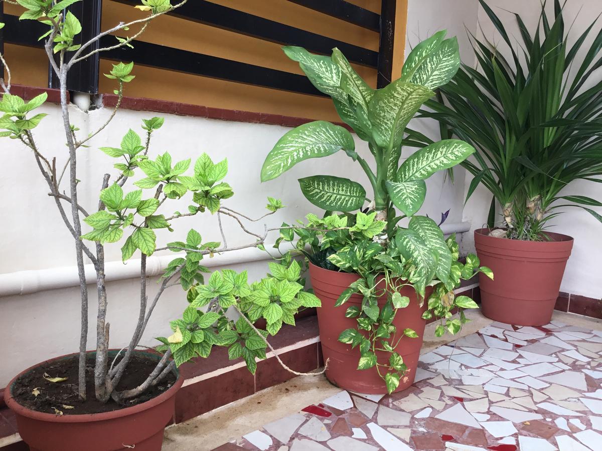 Hotel Pension San Juan Playa del Carmen Bagian luar foto